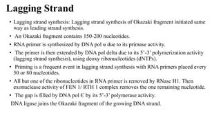 Lagging Strand
• Lagging strand synthesis: Lagging strand synthesis of Okazaki fragment initiated same
way as leading strand synthesis.
• An Okazaki fragment contains 150-200 nucleotides.
• RNA primer is synthesized by DNA pol α due to its primase activity.
• The primer is then extended by DNA pol delta due to its 5’-3’ polymerization activity
(lagging strand synthesis), using deoxy ribonucleotides (dNTPs).
• Priming is a frequent event in lagging strand synthesis with RNA primers placed every
50 or 80 nucleotides.
• All but one of the ribonucleotides in RNA primer is removed by RNase H1. Then
exonuclease activity of FEN 1/ RTH 1 complex removes the one remaining nucleotide.
• The gap is filled by DNA pol Є by its 5’-3’ polymerase activity.
DNA ligase joins the Okazaki fragment of the growing DNA strand.
 