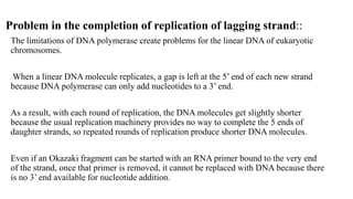 Problem in the completion of replication of lagging strand::
The limitations of DNA polymerase create problems for the linear DNA of eukaryotic
chromosomes.
When a linear DNA molecule replicates, a gap is left at the 5’ end of each new strand
because DNA polymerase can only add nucleotides to a 3’ end.
As a result, with each round of replication, the DNA molecules get slightly shorter
because the usual replication machinery provides no way to complete the 5 ends of
daughter strands, so repeated rounds of replication produce shorter DNA molecules.
Even if an Okazaki fragment can be started with an RNA primer bound to the very end
of the strand, once that primer is removed, it cannot be replaced with DNA because there
is no 3’ end available for nucleotide addition.
 