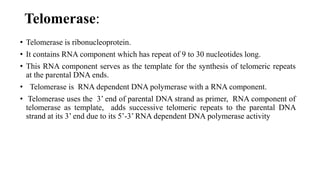 Telomerase:
• Telomerase is ribonucleoprotein.
• It contains RNA component which has repeat of 9 to 30 nucleotides long.
• This RNA component serves as the template for the synthesis of telomeric repeats
at the parental DNA ends.
• Telomerase is RNA dependent DNA polymerase with a RNA component.
• Telomerase uses the 3’ end of parental DNA strand as primer, RNA component of
telomerase as template, adds successive telomeric repeats to the parental DNA
strand at its 3’ end due to its 5’-3’ RNA dependent DNA polymerase activity
 