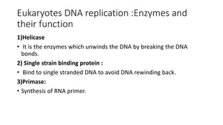 Eukaryotes DNA replication :Enzymes and
their function
1)Helicase
• It is the enzymes which unwinds the DNA by breaking the DNA
bonds.
2) Single strain binding protein :
• Bind to single stranded DNA to avoid DNA rewinding back.
3)Primase:
• Synthesis of RNA primer.
 