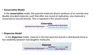 • Conservative Model:
In the conservative model, the parental molecule directs synthesis of an entirely new
double-stranded molecule, such that after one round of replication, one molecule is
conserved as two old strands. This is repeated in the second round.
• Dispersive Model:
In the dispersive model, material in the two parental strands is distributed more or
less randomly between two daughter molecules.
 