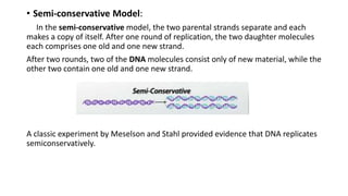 • Semi-conservative Model:
In the semi-conservative model, the two parental strands separate and each
makes a copy of itself. After one round of replication, the two daughter molecules
each comprises one old and one new strand.
After two rounds, two of the DNA molecules consist only of new material, while the
other two contain one old and one new strand.
A classic experiment by Meselson and Stahl provided evidence that DNA replicates
semiconservatively.
 