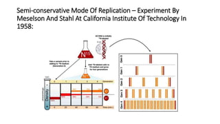 Semi-conservative Mode Of Replication – Experiment By
Meselson And Stahl At California Institute Of Technology In
1958:
 