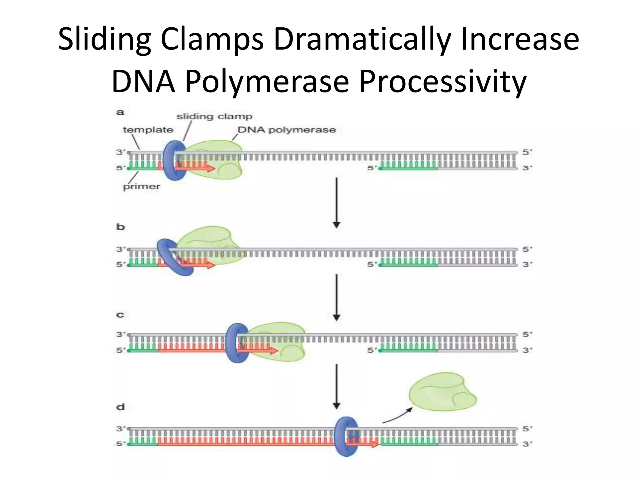 THE MECHANISM OF DNA POLYMERASE & CHEMICAL NATURTE TOPIC OF MOLECULAR ...