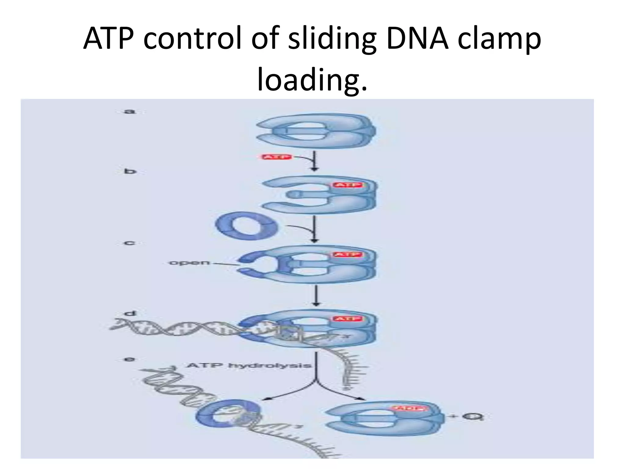 THE MECHANISM OF DNA POLYMERASE & CHEMICAL NATURTE TOPIC OF MOLECULAR ...