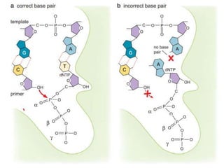 THE MECHANISM OF DNA POLYMERASE & CHEMICAL NATURTE TOPIC OF MOLECULAR ...