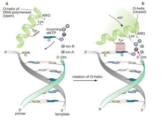 THE MECHANISM OF DNA POLYMERASE & CHEMICAL NATURTE TOPIC OF MOLECULAR ...