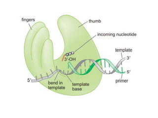 THE MECHANISM OF DNA POLYMERASE & CHEMICAL NATURTE TOPIC OF MOLECULAR ...