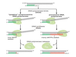 THE MECHANISM OF DNA POLYMERASE & CHEMICAL NATURTE TOPIC OF MOLECULAR ...