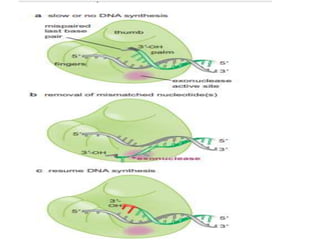 THE MECHANISM OF DNA POLYMERASE & CHEMICAL NATURTE TOPIC OF MOLECULAR ...