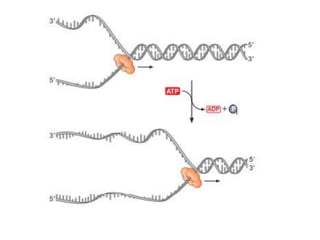 THE MECHANISM OF DNA POLYMERASE & CHEMICAL NATURTE TOPIC OF MOLECULAR ...