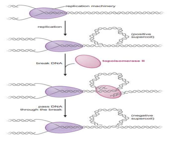 THE MECHANISM OF DNA POLYMERASE & CHEMICAL NATURTE TOPIC OF MOLECULAR ...