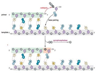 THE MECHANISM OF DNA POLYMERASE & CHEMICAL NATURTE TOPIC OF MOLECULAR ...