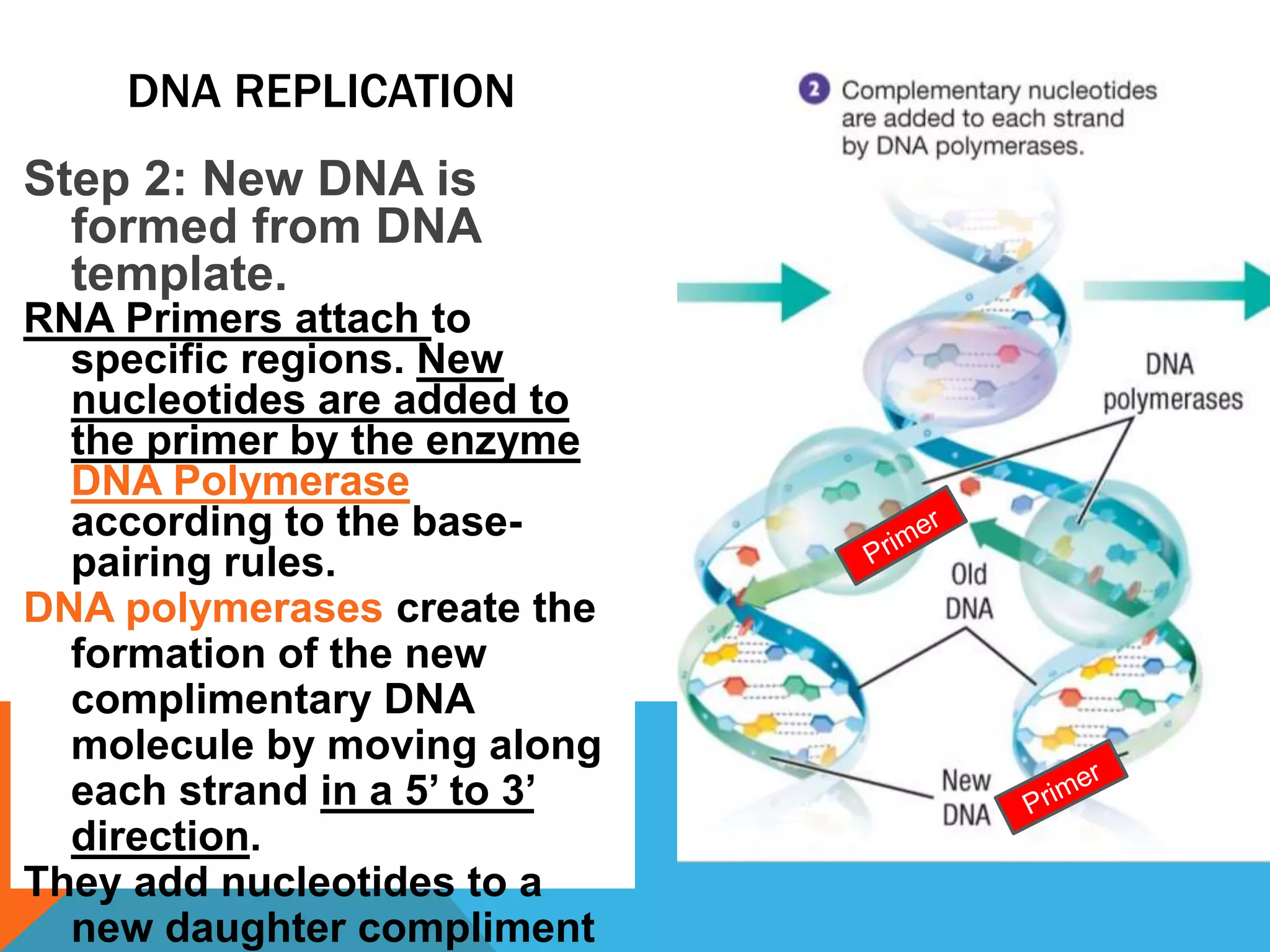 DNA REPLICATION
Step 2: New DNA is
formed from DNA
template.
RNA Primers attach to
specific regions. New
nucleotides are added to
the primer by the enzyme
DNA Polymerase
according to the base-
pairing rules.
DNA polymerases create the
formation of the new
complimentary DNA
molecule by moving along
each strand in a 5’ to 3’
direction.
They add nucleotides to a
new daughter compliment
 