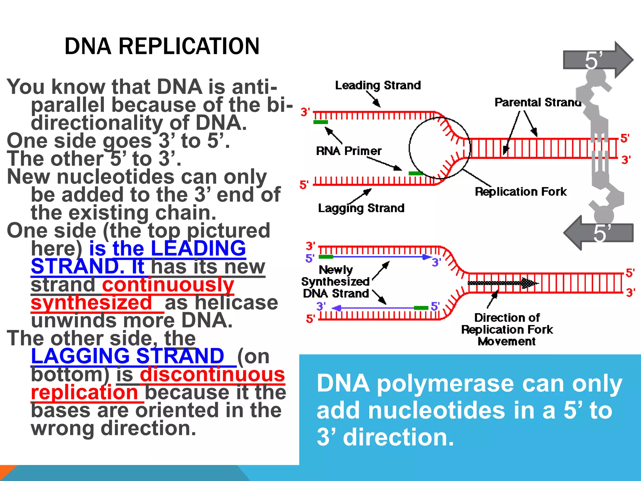DNA REPLICATION
You know that DNA is anti-
parallel because of the bi-
directionality of DNA.
One side goes 3’ to 5’.
The other 5’ to 3’.
New nucleotides can only
be added to the 3’ end of
the existing chain.
One side (the top pictured
here) is the LEADING
STRAND. It has its new
strand continuously
synthesized as helicase
unwinds more DNA.
The other side, the
LAGGING STRAND (on
bottom) is discontinuous
replication because it the
bases are oriented in the
wrong direction.
5’
5’
DNA polymerase can only
add nucleotides in a 5’ to
3’ direction.
 