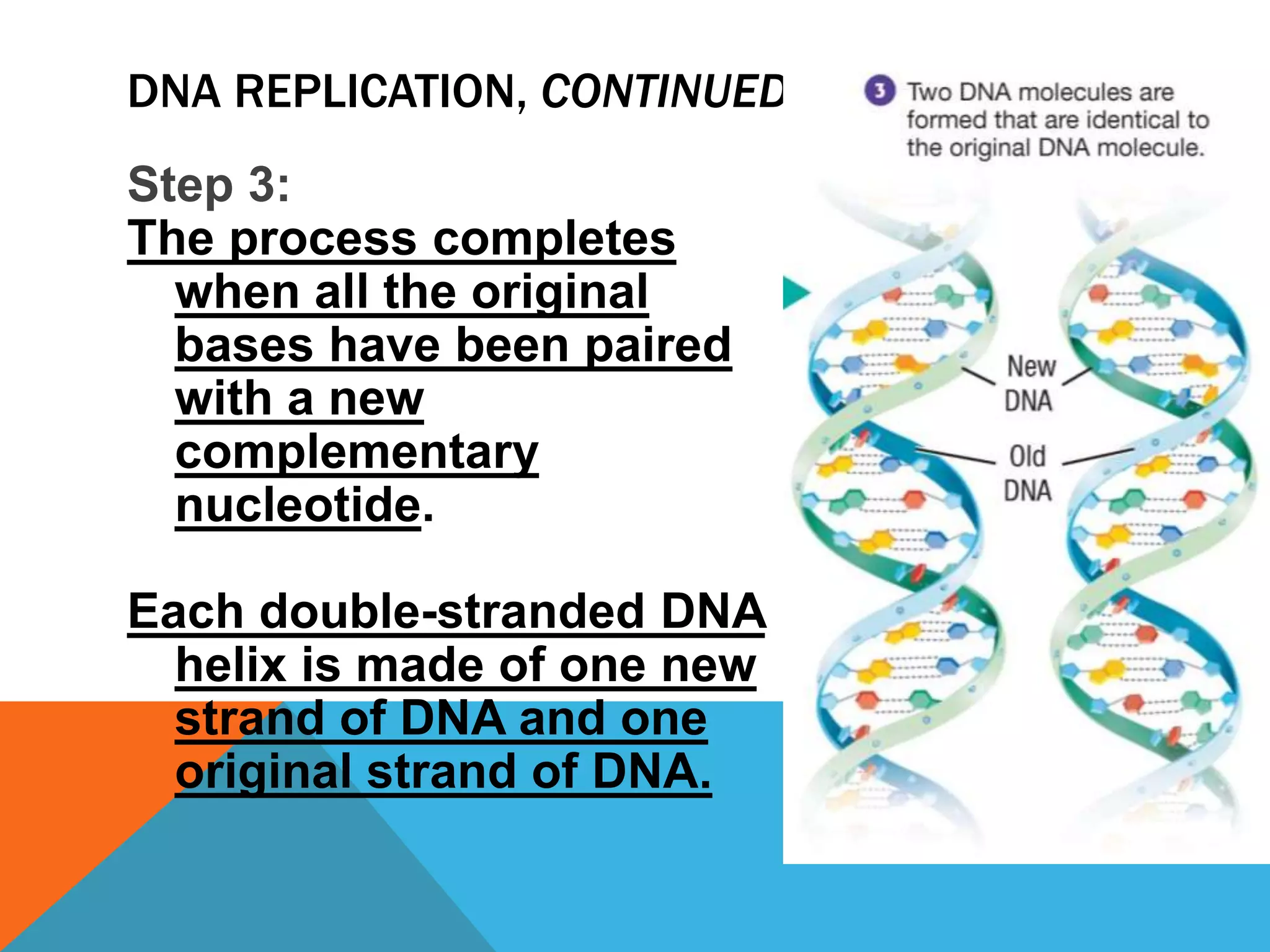 DNA REPLICATION, CONTINUED
Step 3:
The process completes
when all the original
bases have been paired
with a new
complementary
nucleotide.
Each double-stranded DNA
helix is made of one new
strand of DNA and one
original strand of DNA.
 