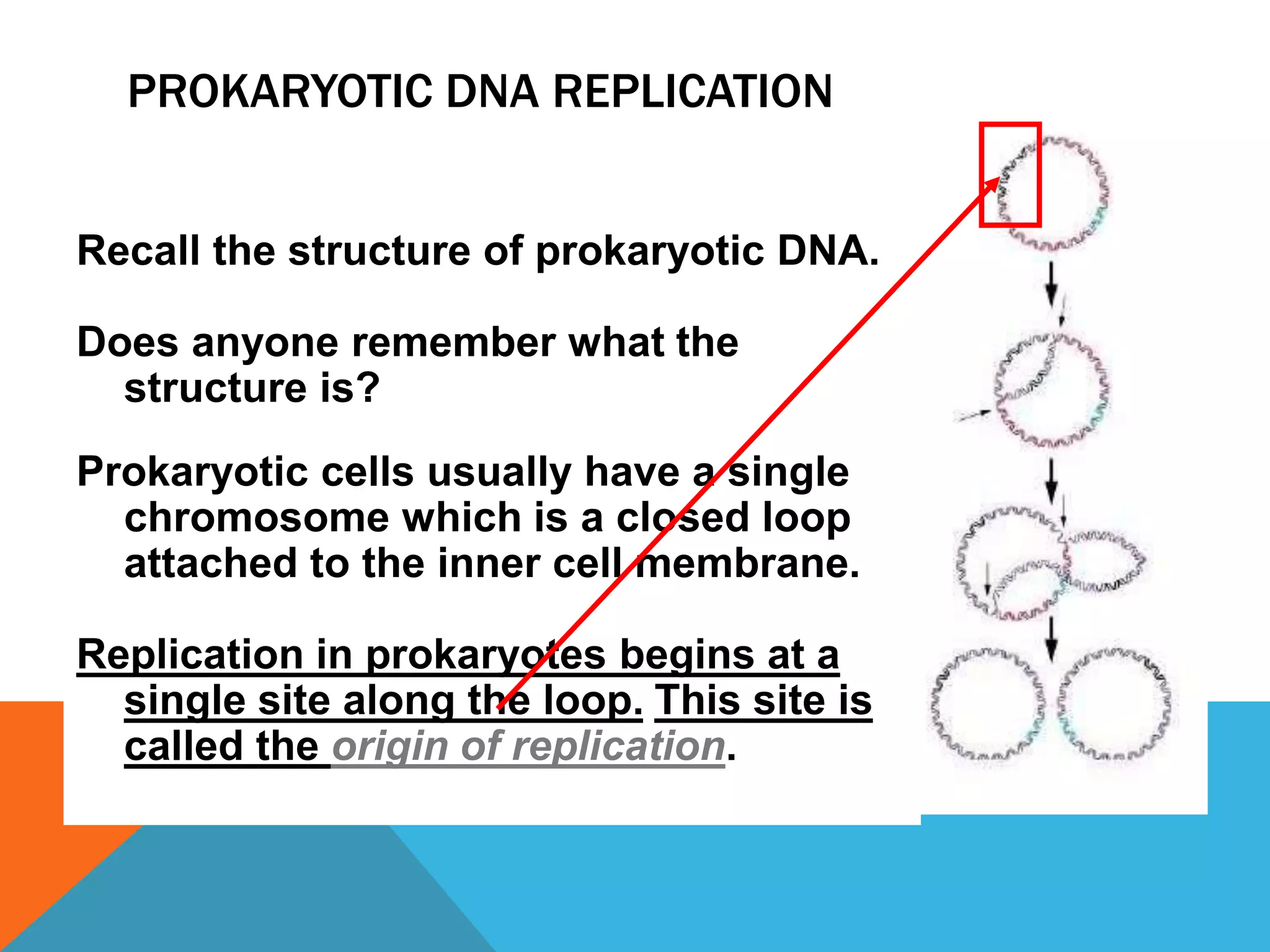 PROKARYOTIC DNA REPLICATION
Recall the structure of prokaryotic DNA.
Does anyone remember what the
structure is?
Prokaryotic cells usually have a single
chromosome which is a closed loop
attached to the inner cell membrane.
Replication in prokaryotes begins at a
single site along the loop. This site is
called the origin of replication.
 