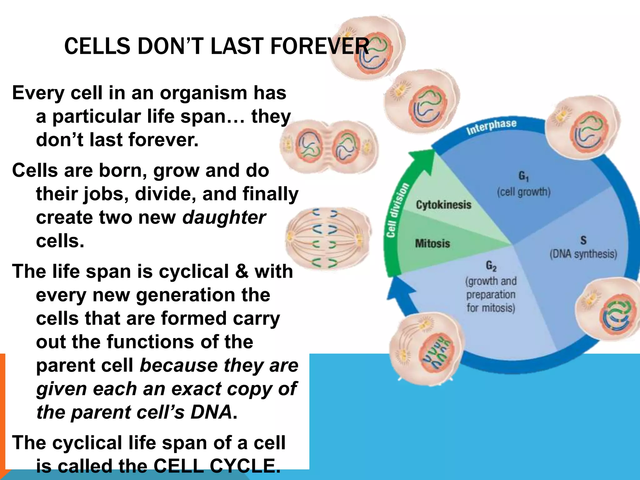 Every cell in an organism has
a particular life span… they
don’t last forever.
Cells are born, grow and do
their jobs, divide, and finally
create two new daughter
cells.
The life span is cyclical & with
every new generation the
cells that are formed carry
out the functions of the
parent cell because they are
given each an exact copy of
the parent cell’s DNA.
The cyclical life span of a cell
is called the CELL CYCLE.
CELLS DON’T LAST FOREVER
 