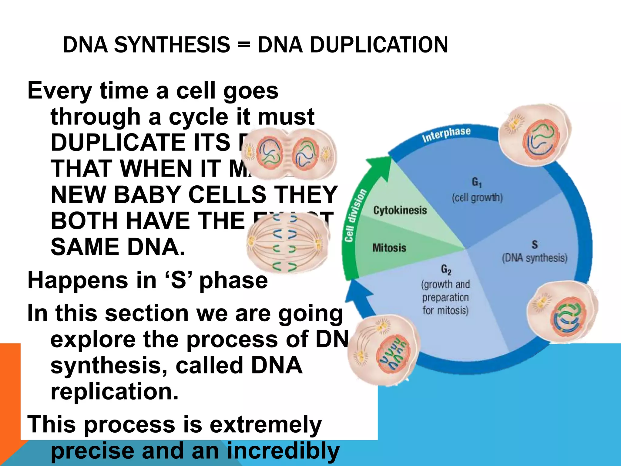 Every time a cell goes
through a cycle it must
DUPLICATE ITS DNA SO
THAT WHEN IT MAKES
NEW BABY CELLS THEY
BOTH HAVE THE EXACT
SAME DNA.
Happens in ‘S’ phase
In this section we are going
explore the process of DNA
synthesis, called DNA
replication.
This process is extremely
precise and an incredibly
DNA SYNTHESIS = DNA DUPLICATION
 