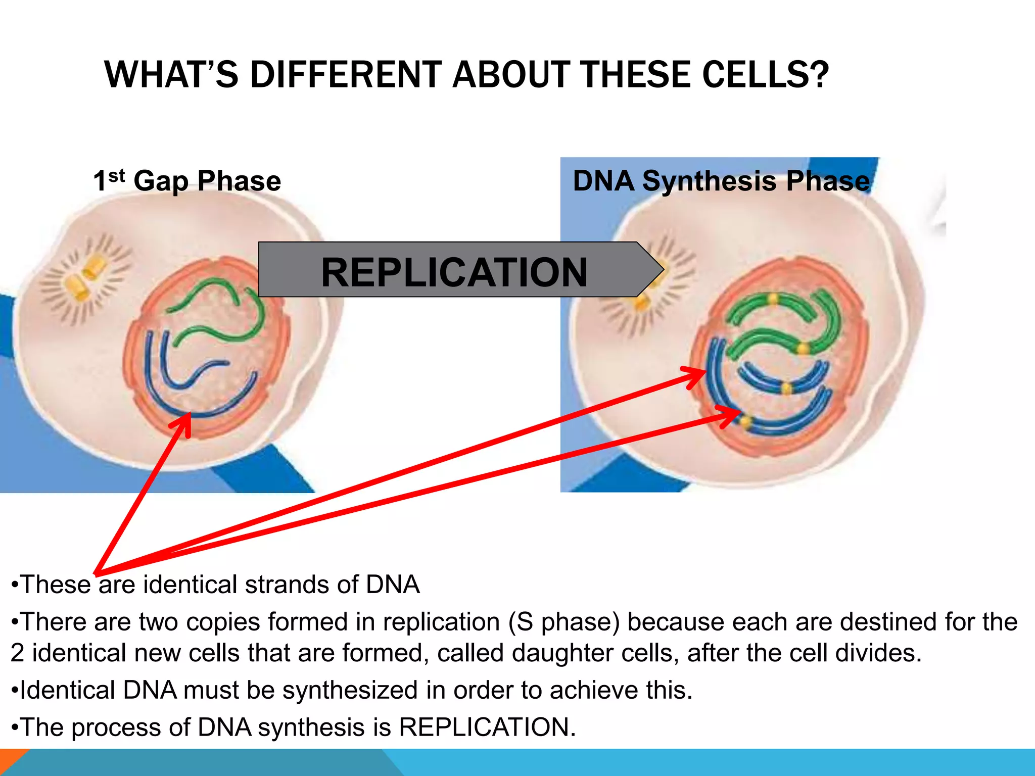 WHAT’S DIFFERENT ABOUT THESE CELLS?
REPLICATION
•These are identical strands of DNA
•There are two copies formed in replication (S phase) because each are destined for the
2 identical new cells that are formed, called daughter cells, after the cell divides.
•Identical DNA must be synthesized in order to achieve this.
•The process of DNA synthesis is REPLICATION.
1st Gap Phase DNA Synthesis Phase
 