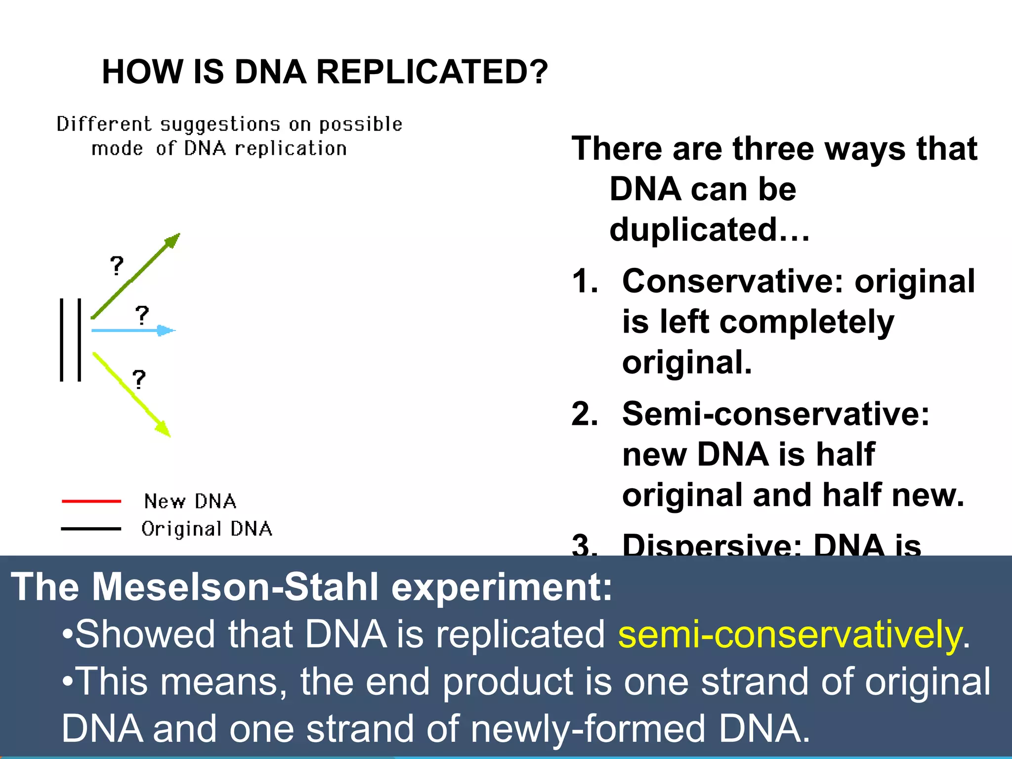 HOW IS DNA REPLICATED?
There are three ways that
DNA can be
duplicated…
1. Conservative: original
is left completely
original.
2. Semi-conservative:
new DNA is half
original and half new.
3. Dispersive: DNA is
randomly duplicated.
The Meselson-Stahl experiment:
•Showed that DNA is replicated semi-conservatively.
•This means, the end product is one strand of original
DNA and one strand of newly-formed DNA.
 