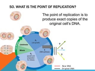 SO. WHAT IS THE POINT OF REPLICATION?
The point of replication is to
produce exact copies of the
original cell’s DNA.
 