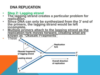 DNA REPLICATION
• Step 2: Lagging strand
• The lagging strand creates a particular problem for
replication.
• Since DNA can only be synthesized from the 3’ end of
the primers, the lagging strand would be left
incomplete.
• Multiple primers attach to the lagging strand as the
replication fork moves forward, creating what are
known as “Okasaki Fragments”
• These are usually 1-2000 nucleotides long.
 