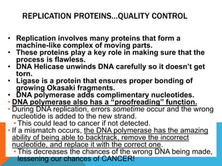 REPLICATION PROTEINS…QUALITY CONTROL
• Replication involves many proteins that form a
machine-like complex of moving parts.
• These proteins play a key role in making sure that the
process is flawless.
• DNA Helicase unwinds DNA carefully so it doesn’t get
torn.
• Ligase is a protein that ensures proper bonding of
growing Okasaki fragments.
• DNA polymerase adds complimentary nucleotides.
• DNA polymerase also has a “proofreading” function.
• During DNA replication, errors sometime occur and the wrong
nucleotide is added to the new strand.
• This could lead to cancer if not detected.
• If a mismatch occurs, the DNA polymerase has the amazing
ability of being able to backtrack, remove the incorrect
nucleotide, and replace it with the correct one.
• This decreases the chances of the wrong DNA being made,
lessening our chances of CANCER!
 