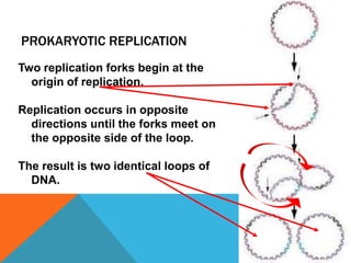 PROKARYOTIC REPLICATION
Two replication forks begin at the
origin of replication.
Replication occurs in opposite
directions until the forks meet on
the opposite side of the loop.
The result is two identical loops of
DNA.
 