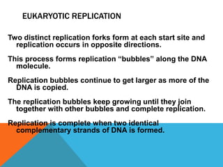 EUKARYOTIC REPLICATION
Two distinct replication forks form at each start site and
replication occurs in opposite directions.
This process forms replication “bubbles” along the DNA
molecule.
Replication bubbles continue to get larger as more of the
DNA is copied.
The replication bubbles keep growing until they join
together with other bubbles and complete replication.
Replication is complete when two identical
complementary strands of DNA is formed.
 