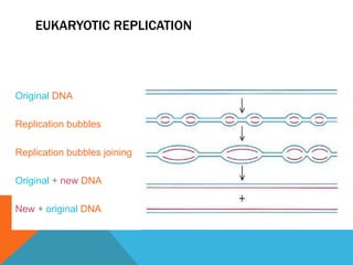 EUKARYOTIC REPLICATION
Original DNA
Replication bubbles
Replication bubbles joining
Original + new DNA
New + original DNA
 