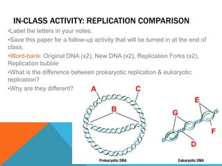 IN-CLASS ACTIVITY: REPLICATION COMPARISON
A
B
C
D
E
F
G
•Label the letters in your notes.
•Save this paper for a follow-up activity that will be turned in at the end of
class.
•Word-bank: Original DNA (x2), New DNA (x2), Replication Forks (x2),
Replication bubble
•What is the difference between prokaryotic replication & eukaryotic
replication?
•Why are they different?
 