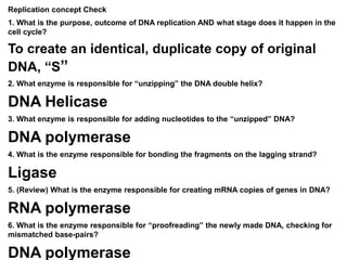 Replication concept Check
1. What is the purpose, outcome of DNA replication AND what stage does it happen in the
cell cycle?
To create an identical, duplicate copy of original
DNA, “S”
2. What enzyme is responsible for “unzipping” the DNA double helix?
DNA Helicase
3. What enzyme is responsible for adding nucleotides to the “unzipped” DNA?
DNA polymerase
4. What is the enzyme responsible for bonding the fragments on the lagging strand?
Ligase
5. (Review) What is the enzyme responsible for creating mRNA copies of genes in DNA?
RNA polymerase
6. What is the enzyme responsible for “proofreading” the newly made DNA, checking for
mismatched base-pairs?
DNA polymerase
 