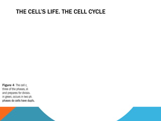 THE CELL’S LIFE. THE CELL CYCLE
 