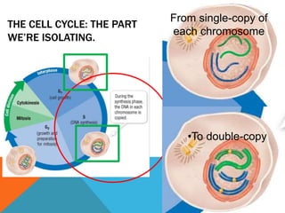 THE CELL CYCLE: THE PART
WE’RE ISOLATING.
From single-copy of
each chromosome
•To double-copy
 