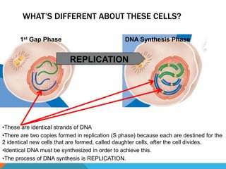 WHAT’S DIFFERENT ABOUT THESE CELLS?
REPLICATION
•These are identical strands of DNA
•There are two copies formed in replication (S phase) because each are destined for the
2 identical new cells that are formed, called daughter cells, after the cell divides.
•Identical DNA must be synthesized in order to achieve this.
•The process of DNA synthesis is REPLICATION.
1st Gap Phase DNA Synthesis Phase
 