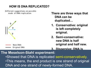 HOW IS DNA REPLICATED?
There are three ways that
DNA can be
duplicated…
1. Conservative: original
is left completely
original.
2. Semi-conservative:
new DNA is half
original and half new.
3. Dispersive: DNA is
randomly duplicated.
The Meselson-Stahl experiment:
•Showed that DNA is replicated semi-conservatively.
•This means, the end product is one strand of original
DNA and one strand of newly-formed DNA.
 