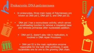 Prokaryotic DNA polymerases
 In prokaryotes, three main types of Polymerases are
known as DNA pol I, DNA pol II, and DNA pol III.
 DNA pol I has a exonuclease activity, which serves
as proofreading function to remove a mispaired base
and removes primarase after nucleotides addition.
 DNA pol II, doesn't play role in replication, is
involved in DNA repair Processes.
 DNA pol III is the main replication enzyme
responsible for the bulk DNA synthesis; it adds
nucleotides one by one to the growing DNA chain.
 