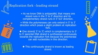 Replication fork –leading strand
• As we know DNA is antiparallel, that means one
strand runs in the 3' to 5' direction and its
complementary strand runs in 5' to3' direction.
• While the polymerases can only extend in 5' to 3'
direction which poses a slight problem at replication
fork.
⚫ One strand( 5' to 3') which is complementary to 3'
to 5' parental DNA strand is synthesized continuously
towards the replication fork because the polymerase
can add nucleotides in this direction.
⚫ This continuously strand is known as leading
strand.
 