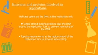 Enzymes and proteins involved in
replications
Helicase opens up the DNA at the replication fork.
⚫ Single-strand binding proteins coat the DNA
around the replication fork to prevent rewinding of
the DNA.
• Topoisomerase works at the region ahead of the
replication fork to prevent supercoiling.
 