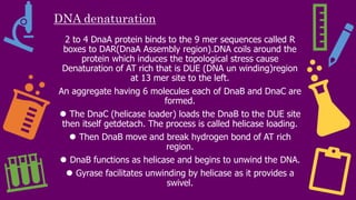 DNA denaturation
2 to 4 DnaA protein binds to the 9 mer sequences called R
boxes to DAR(DnaA Assembly region).DNA coils around the
protein which induces the topological stress cause
Denaturation of AT rich that is DUE (DNA un winding)region
at 13 mer site to the left.
An aggregate having 6 molecules each of DnaB and DnaC are
formed.
⚫ The DnaC (helicase loader) loads the DnaB to the DUE site
then itself getdetach. The process is called helicase loading.
⚫ Then DnaB move and break hydrogen bond of AT rich
region.
⚫ DnaB functions as helicase and begins to unwind the DNA.
⚫ Gyrase facilitates unwinding by helicase as it provides a
swivel.
 