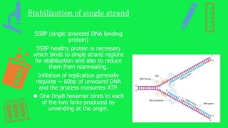 Stabilization of single strand
SSBP (single stranded DNA binding
protein)
SSBP healthy protein is necessary
which binds to single strand regions
for stabilization and also to reduce
them from reannealing.
Initiation of replication generally
requires ~ 60bp of unwound DNA
and the process consumes ATP.
⚫ One DnaB hexamer binds to each
of the two forks produced by
unwinding at the origin.
 