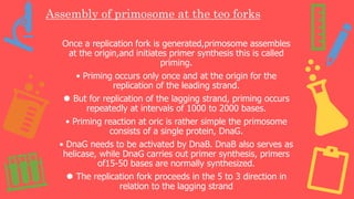 Assembly of primosome at the teo forks
Once a replication fork is generated,primosome assembles
at the origin,and initiates primer synthesis this is called
priming.
• Priming occurs only once and at the origin for the
replication of the leading strand.
⚫ But for replication of the lagging strand, priming occurs
repeatedly at intervals of 1000 to 2000 bases.
• Priming reaction at oric is rather simple the primosome
consists of a single protein, DnaG.
• DnaG needs to be activated by DnaB. DnaB also serves as
helicase, while DnaG carries out primer synthesis, primers
of15-50 bases are normally synthesized.
⚫ The replication fork proceeds in the 5 to 3 direction in
relation to the lagging strand
 