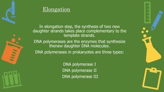 Elongation
In elongation step, the synthesis of two new
daughter strands takes place complementary to the
template strands.
DNA polymerases are the enzymes that synthesize
thenew daughter DNA molecules.
DNA polymerases in prokaryotes are three types:
DNA polymerase I
DNA polymerase II
DNA polymerase III
 