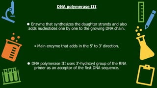 DNA polymerase III
⚫ Enzyme that synthesizes the daughter strands and also
adds nucleotides one by one to the growing DNA chain.
• Main enzyme that adds in the 5' to 3' direction.
⚫ DNA polymerase III uses 3'-hydroxyl group of the RNA
primer as an acceptor of the first DNA sequence.
 