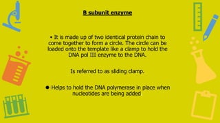 B subunit enzyme
• It is made up of two identical protein chain to
come together to form a circle. The circle can be
loaded onto the template like a clamp to hold the
DNA pol III enzyme to the DNA.
Is referred to as sliding clamp.
⚫ Helps to hold the DNA polymerase in place when
nucleotides are being added.
 