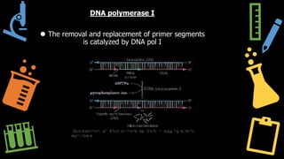 DNA polymerase I
⚫ The removal and replacement of primer segments
is catalyzed by DNA pol I
 