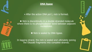 DNA ligase
• After the action DNA pol I, nick is formed.
⚫ Nick is discontinuity in a double stranded molecule
where there is no phosphodiester bond between adjacent
nucleotides.
⚫ Nick is sealed by DNA ligase.
In lagging strand, the nick is sealed and ultimately joining
the Okazaki fragments into complete strands.
 