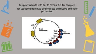 Tus protein binds with Ter to form a Tus-Ter complex.
Ter sequence have two binding sites permissive and Non-
permissive.
 
