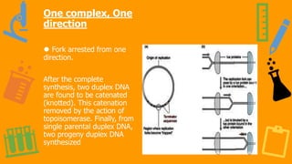 One complex, One
direction
⚫ Fork arrested from one
direction.
After the complete
synthesis, two duplex DNA
are found to be catenated
(knotted). This catenation
removed by the action of
topoisomerase. Finally, from
single parental duplex DNA,
two progeny duplex DNA
synthesized
 